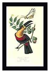 Toucan nutmeg tree for sale  Delivered anywhere in USA 