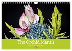 Orchid mantis calvendo for sale  Delivered anywhere in UK