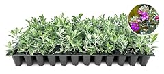 Texas sage live for sale  Delivered anywhere in USA 