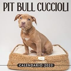Pit bull cuccioli usato  Spedito ovunque in Italia 