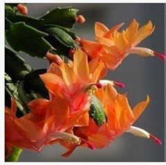 Color schlumbergera seeds d'occasion  Livré partout en France