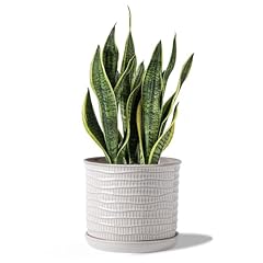 Chubacoo inch plant for sale  Delivered anywhere in USA 