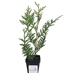 Sandys nursery online for sale  Delivered anywhere in USA 