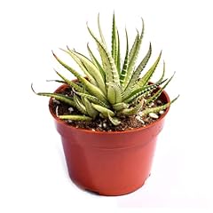 Live haworthia succulent for sale  Delivered anywhere in USA 