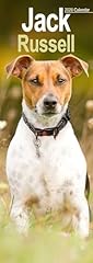 Jack russell slim for sale  Delivered anywhere in UK