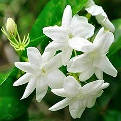 Gelsomino bianco jasminum usato  Spedito ovunque in Italia 