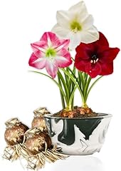 Bulbi amaryllis collezione usato  Spedito ovunque in Italia 