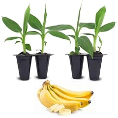 Banana tree dwarf for sale  Delivered anywhere in USA 