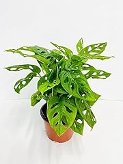 Monstera swiss cheese for sale  Delivered anywhere in USA 