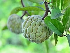 Sugar apple tree for sale  Delivered anywhere in USA 