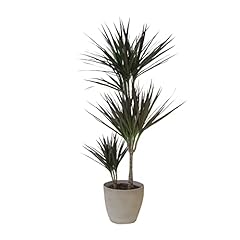 Kentis dracaena marginata usato  Spedito ovunque in Italia 