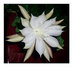 Used, Epiphyllum anguliger - Fishbone Cactus - Moon Cactus for sale  Delivered anywhere in Canada