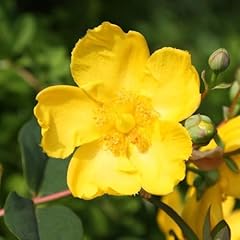 Plant theory hidcote for sale  Delivered anywhere in UK