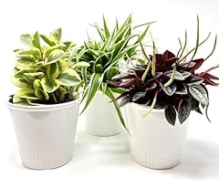 Plainview growers assorted for sale  Delivered anywhere in USA 