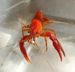 Bugs live orange for sale  Delivered anywhere in USA 