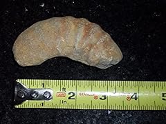 Texas fossil ammonite for sale  Delivered anywhere in USA 