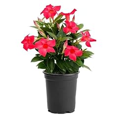 American plant dipladenia for sale  Delivered anywhere in USA 