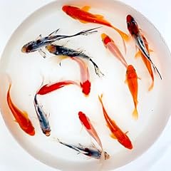 Toledo goldfish live for sale  Delivered anywhere in USA 