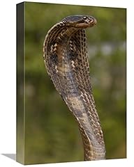 Global gallery gcs for sale  Delivered anywhere in USA 