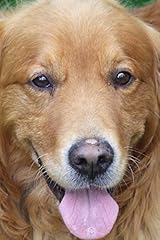 Golden retriever lovers for sale  Delivered anywhere in USA 