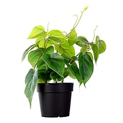 Luckygreenery artificial bouga for sale  Delivered anywhere in USA 