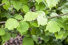 Haselnussstrauch corylus avell gebraucht kaufen  Wird an jeden Ort in Deutschland