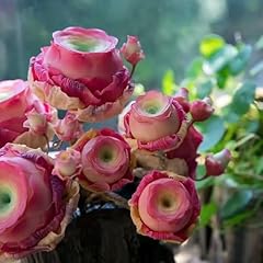 Worparsen mountain rose gebraucht kaufen  Wird an jeden Ort in Deutschland