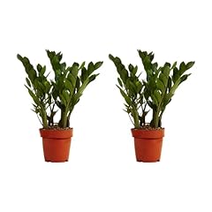 Bloomique 2er set gebraucht kaufen  Wird an jeden Ort in Deutschland