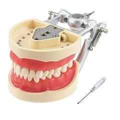 Dental typodont teeth for sale  Delivered anywhere in USA 