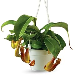 Pitcher plant live for sale  Delivered anywhere in USA 