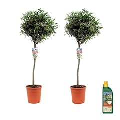 Plant box olea usato  Spedito ovunque in Italia 