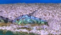 Stillwateraquaria peppered cor for sale  Delivered anywhere in USA 