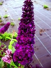 Schmetterlingsstrauch buddleja gebraucht kaufen  Wird an jeden Ort in Deutschland