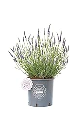 Vannucci piante lavandula usato  Spedito ovunque in Italia 