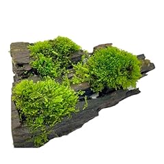 Riccardia chamedryfolia korall gebraucht kaufen  Wird an jeden Ort in Deutschland