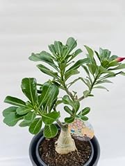 Adenium obesum rosa usato  Spedito ovunque in Italia 