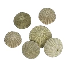 Bestyash 6pcs natural for sale  Delivered anywhere in UK