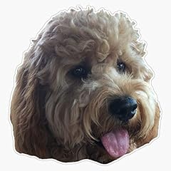 Mini golden doodle for sale  Delivered anywhere in USA 