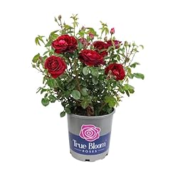 True bloom true for sale  Delivered anywhere in USA 