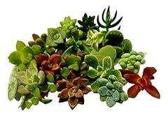 Mini assorted live for sale  Delivered anywhere in USA 