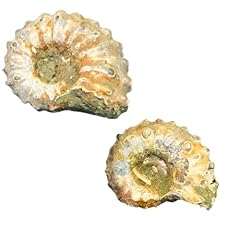 Steinfixx versteinerte fossile gebraucht kaufen  Wird an jeden Ort in Deutschland