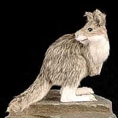 Kangaroo fur figurine for sale  Delivered anywhere in USA 