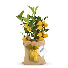 Carbeth plants lemon for sale  Delivered anywhere in UK