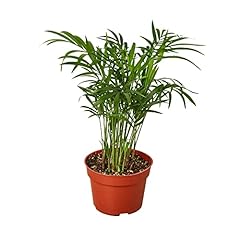 House plant shop for sale  Delivered anywhere in USA 