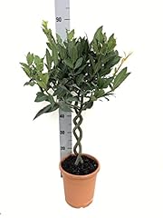 Laurus nobilis double for sale  Delivered anywhere in UK