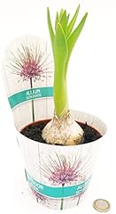 Powers flowers aglio usato  Spedito ovunque in Italia 