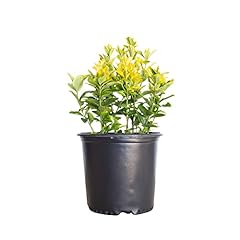 Golden euonymus green for sale  Delivered anywhere in USA 