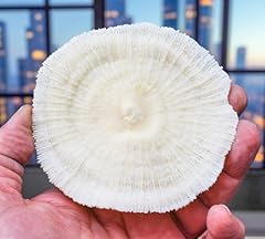 Piece white mushroom for sale  Delivered anywhere in USA 