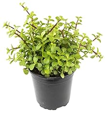Succulents plants live for sale  Delivered anywhere in USA 