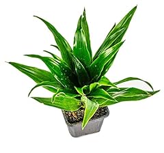 Dracaena compacta janet for sale  Delivered anywhere in USA 